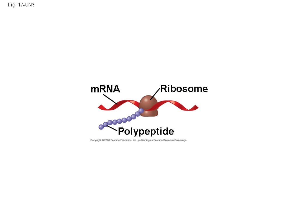 Fig. 17-UN3 mRNA Ribosome Polypeptide